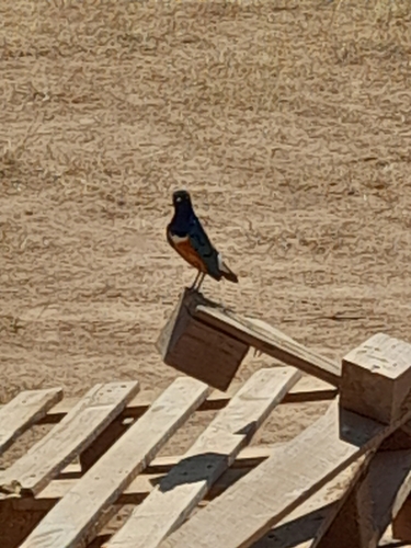 Superb Starling