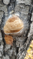 Phellinus alni
