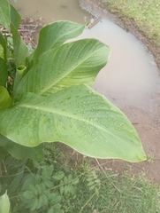 Zantedeschia aethiopica
