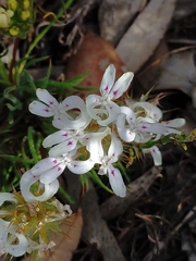 Stylidium crossocephalum