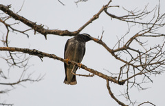 Spodiopsar cineraceus