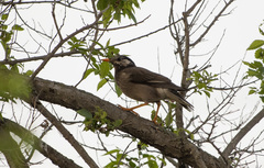 Spodiopsar cineraceus