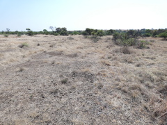 Aristida adscensionis