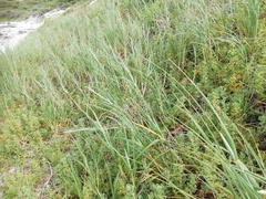 Thinopyrum distichum