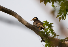 Spodiopsar cineraceus