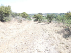 Triraphis andropogonoides