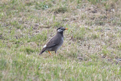 Spodiopsar cineraceus
