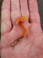 Hygrocybe ceracea