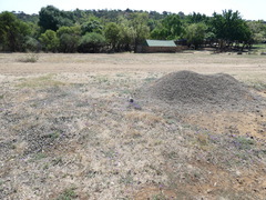 Glandularia aristigera