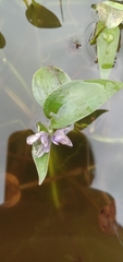 Pontederia vaginalis