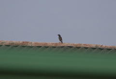Spodiopsar cineraceus