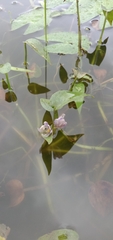 Pontederia vaginalis