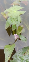 Pontederia vaginalis