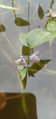 Pontederia vaginalis