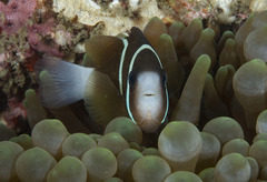 Amphiprion akindynos