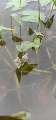 Pontederia vaginalis