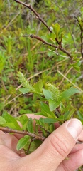 Salix phylicifolia
