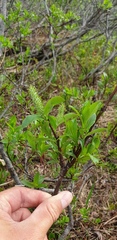 Salix phylicifolia