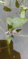 Pontederia vaginalis