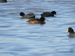 Heteronetta atricapilla