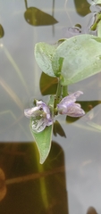 Pontederia vaginalis