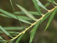 Salix viminalis