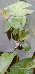 Pontederia vaginalis