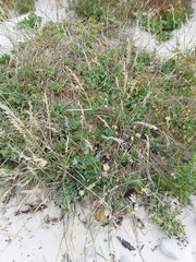 Ehrharta villosa maxima