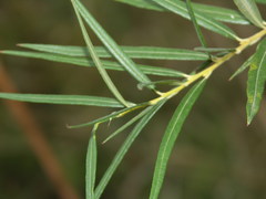 Salix viminalis