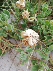 Dimorphotheca pluvialis