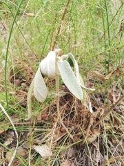 Phlomis purpurea