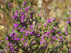 Muraltia macropetala