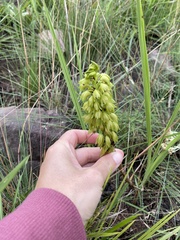 Orthochilus foliosus