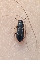 Glischrochilus vittatus