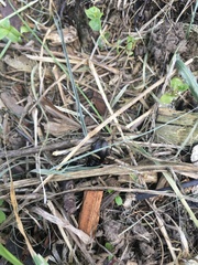 Pterostichus madidus