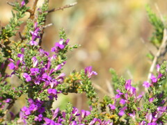 Muraltia macropetala