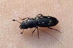 Glischrochilus vittatus