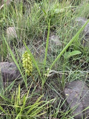 Orthochilus foliosus