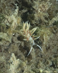 Cratena lineata