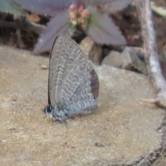 Pseudonacaduba sichela