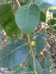 Ficus tinctoria