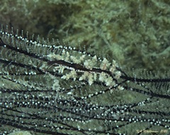 Eubranchus