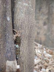 Heraclides anchisiades