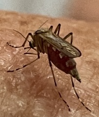 Aedes vittiger