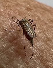 Aedes vittiger