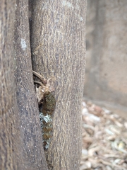 Heraclides anchisiades