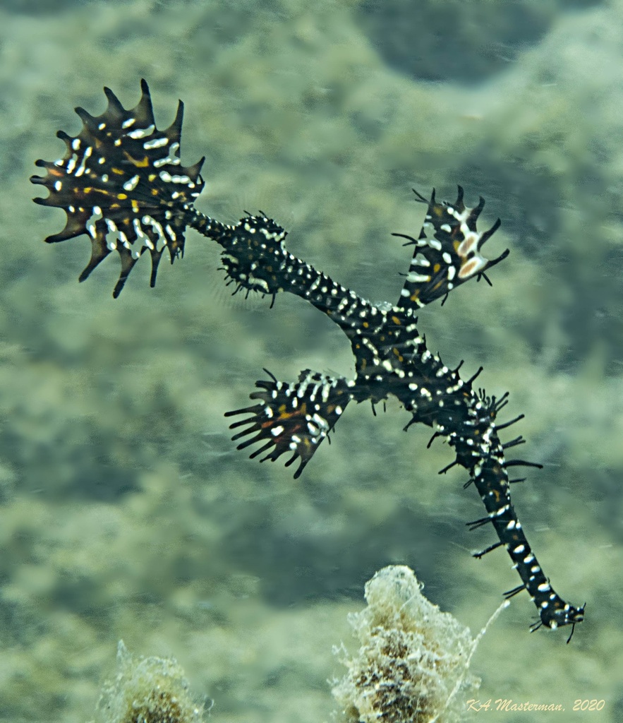 Ghost Pipefishes (Solenostomidae) - Marine Life Identification