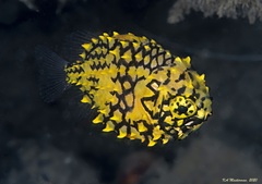 Cleidopus gloriamaris