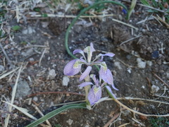 Moraea simulans