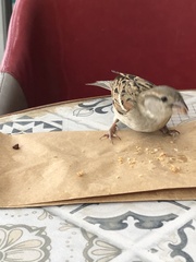 Passer domesticus